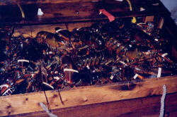 Full wooden crate of live lobster