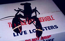 Lobster awaiting shipment