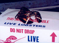 Live Nova Scotia Lobster